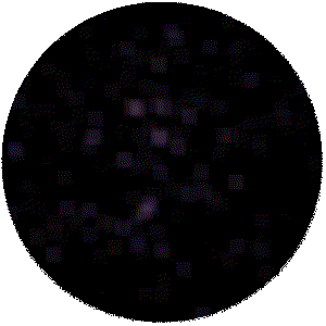 The Beehive in Cancer (Messier 44) - inverted view!
